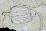 Three Crinoid Fossils ( Species) - Gilmore City, Iowa #88854-3